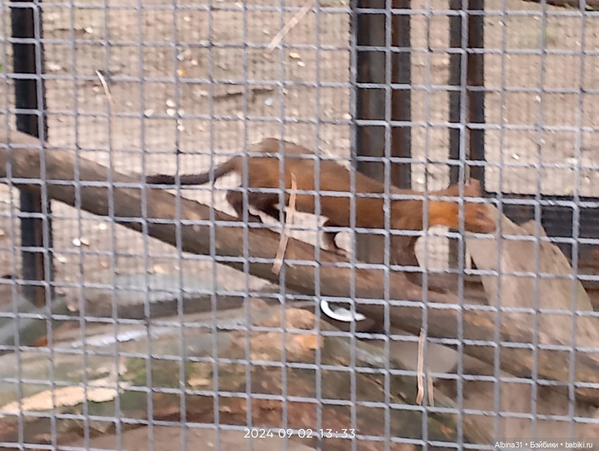 Новосибирский зоопарк — Игровые куклы разных производителей (Разное): редкие бренды (фото 10)