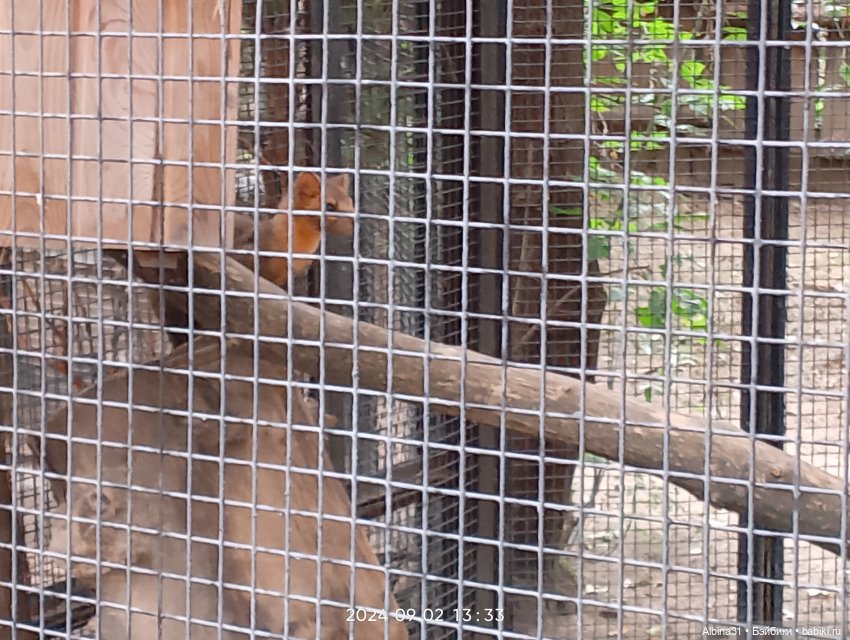 Новосибирский зоопарк — Игровые куклы разных производителей (Разное): редкие бренды (фото 9)