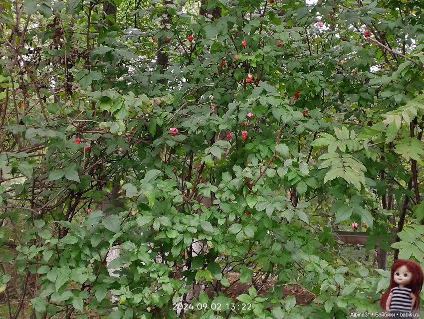 Новосибирский зоопарк (часть 4)