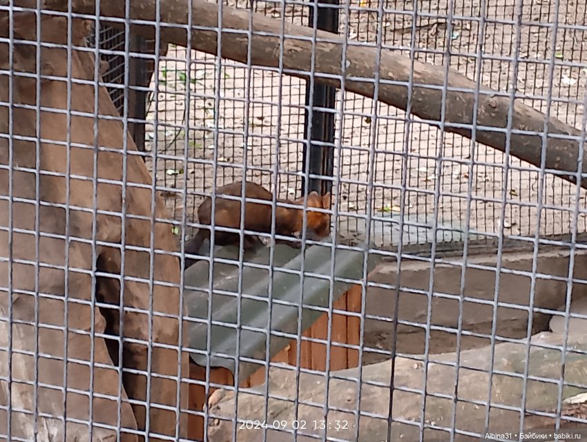 Новосибирский зоопарк — Игровые куклы разных производителей (Разное): редкие бренды (фото 8)