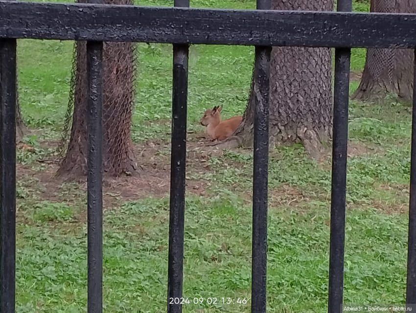 Новосибирский зоопарк — Игровые куклы разных производителей (Разное): редкие бренды