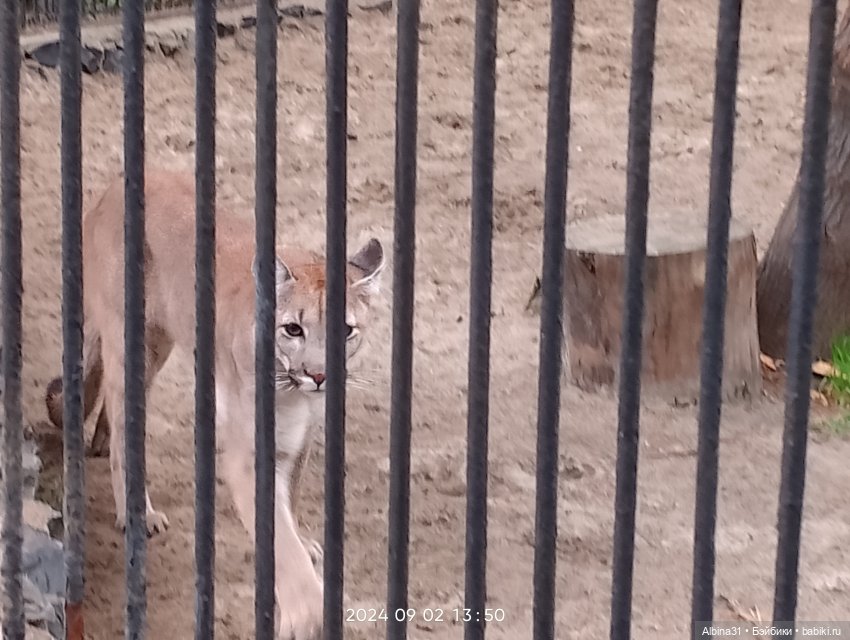 Новосибирский зоопарк — Игровые куклы разных производителей (Разное): редкие бренды