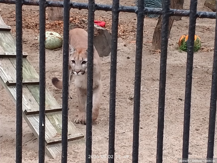 Новосибирский зоопарк — Игровые куклы разных производителей (Разное): редкие бренды