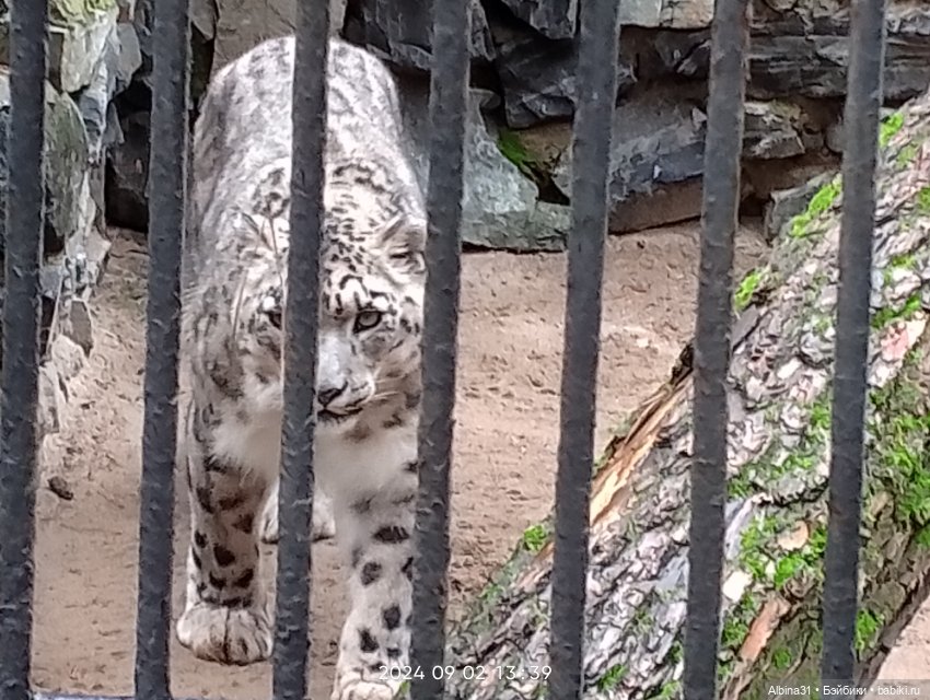 Новосибирский зоопарк — Игровые куклы разных производителей (Разное): редкие бренды