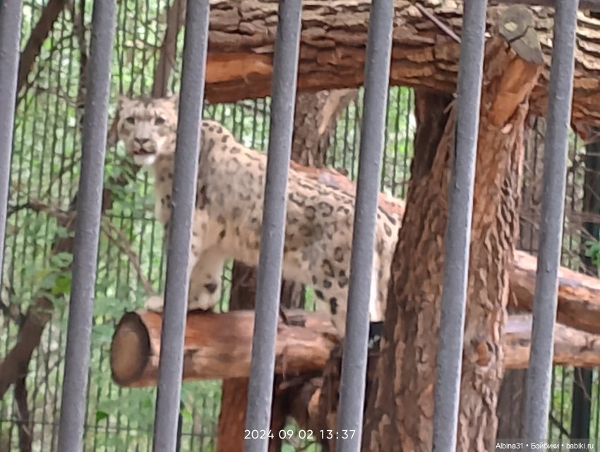 Новосибирский зоопарк — Игровые куклы разных производителей (Разное): редкие бренды