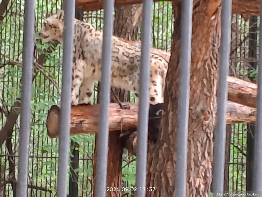 Новосибирский зоопарк — Игровые куклы разных производителей (Разное): редкие бренды