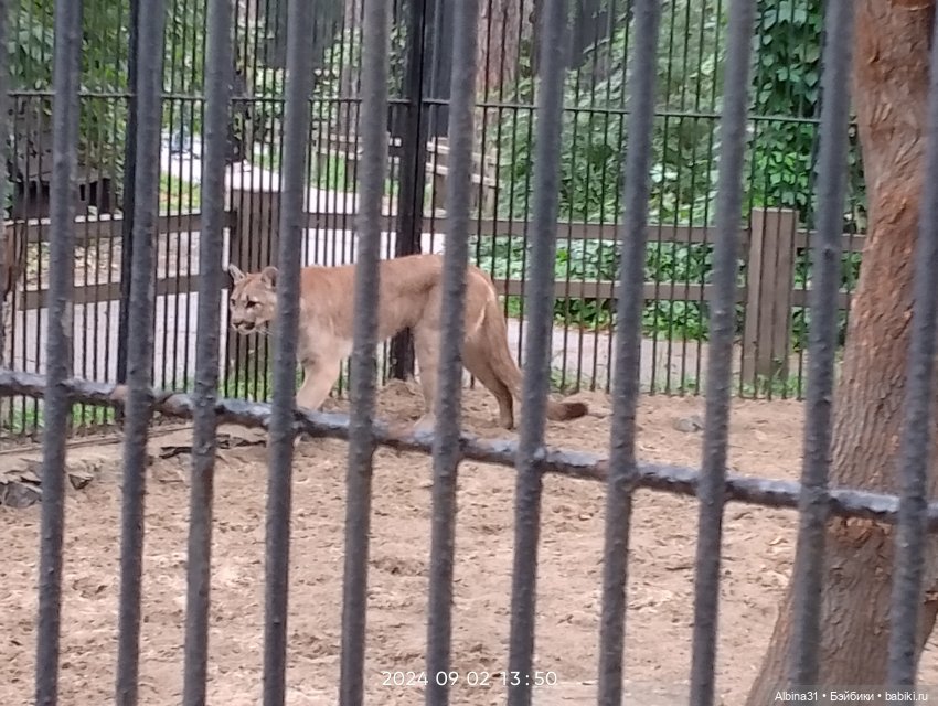 Новосибирский зоопарк — Игровые куклы разных производителей (Разное): редкие бренды