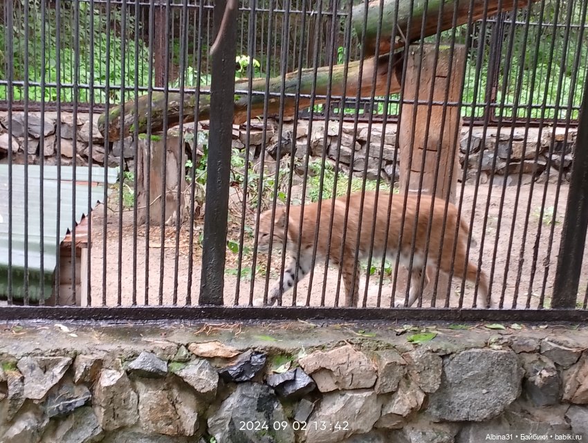 Новосибирский зоопарк — Игровые куклы разных производителей (Разное): редкие бренды