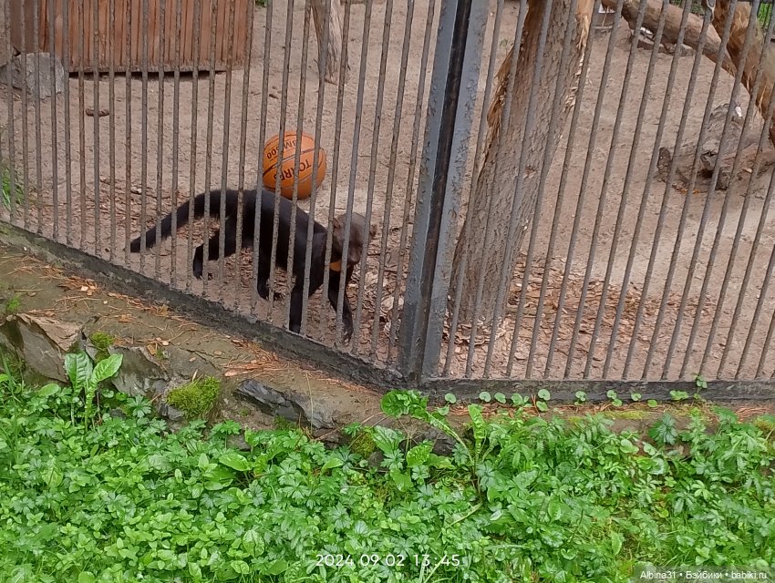 Новосибирский зоопарк — Игровые куклы разных производителей (Разное): редкие бренды