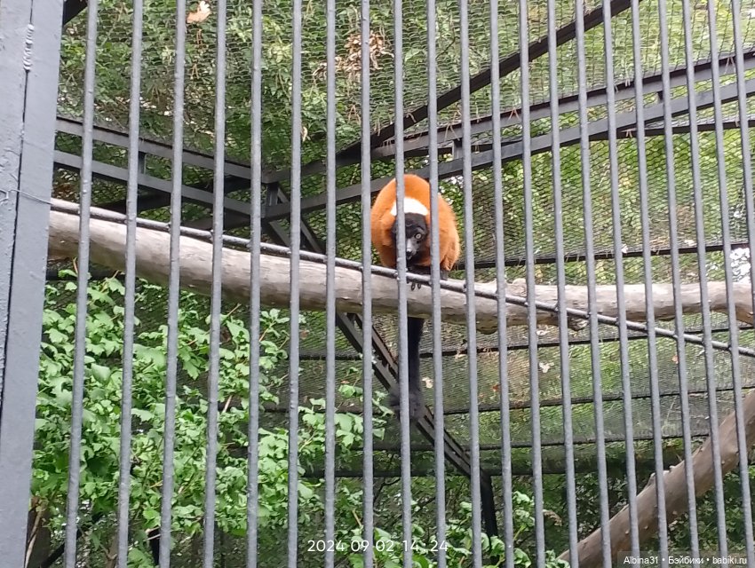 Новосибирский зоопарк — Игровые куклы разных производителей (Разное): редкие бренды