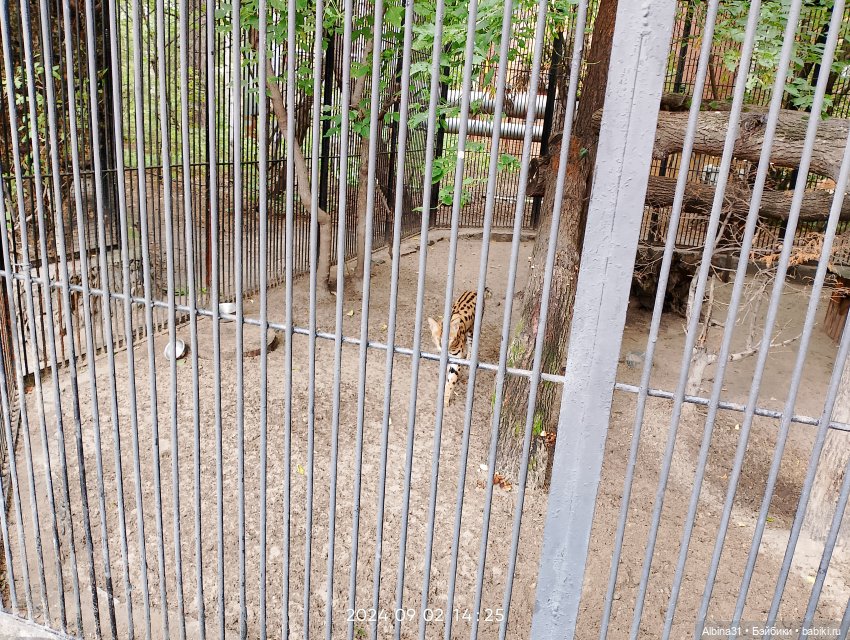 Новосибирский зоопарк — Игровые куклы разных производителей (Разное): редкие бренды