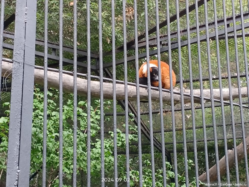 Новосибирский зоопарк — Игровые куклы разных производителей (Разное): редкие бренды