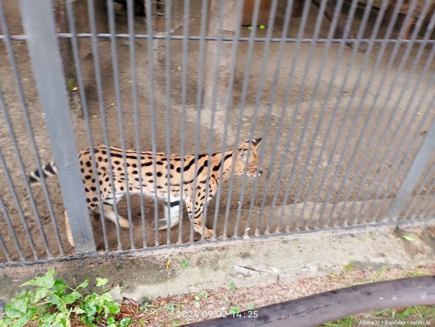 Новосибирский зоопарк — Игровые куклы разных производителей (Разное): редкие бренды