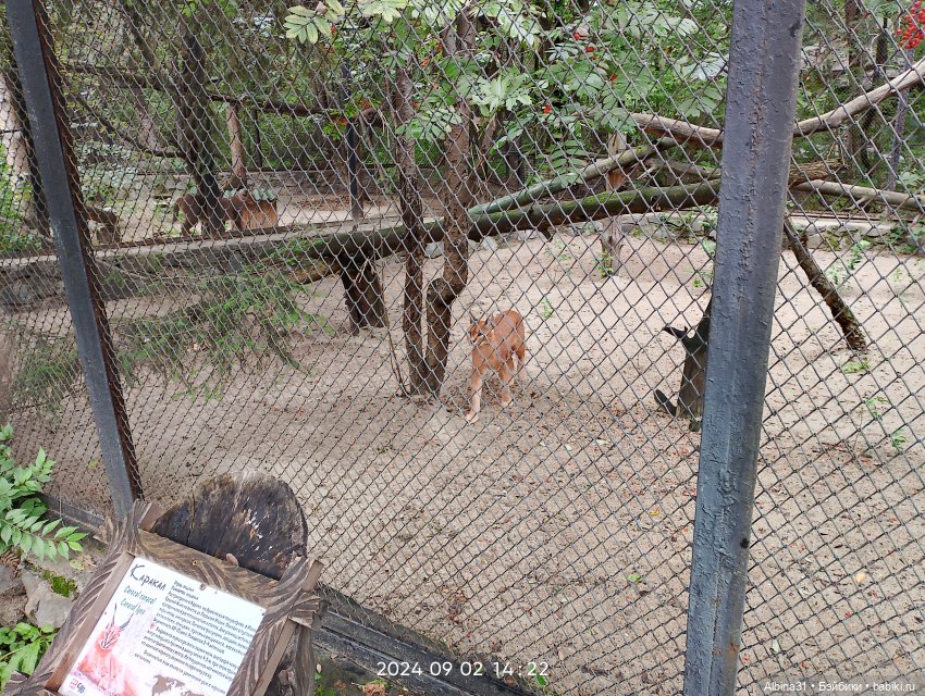 Новосибирский зоопарк — Игровые куклы разных производителей (Разное): редкие бренды