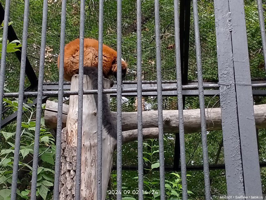 Новосибирский зоопарк — Игровые куклы разных производителей (Разное): редкие бренды