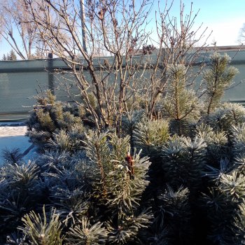 Декабрь... Городские зарисовки 2024 год