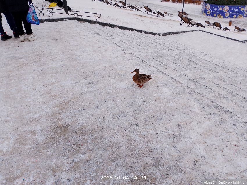 Елки районные — Разные шарнирные куклы (не БЖД): редкие