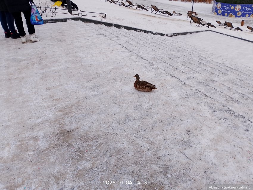 Елки районные — Разные шарнирные куклы (не БЖД): редкие
