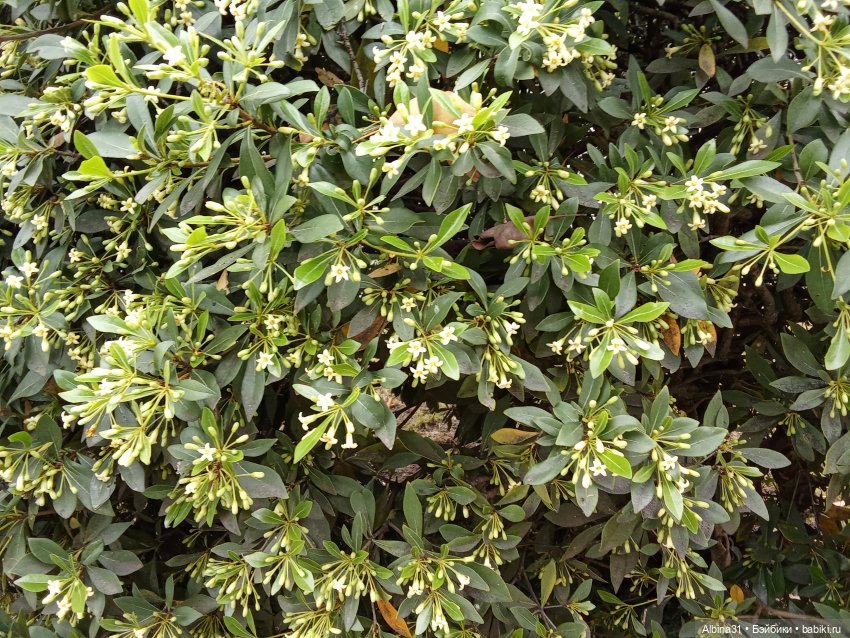 Сочи. Море и цветы (продолжение)