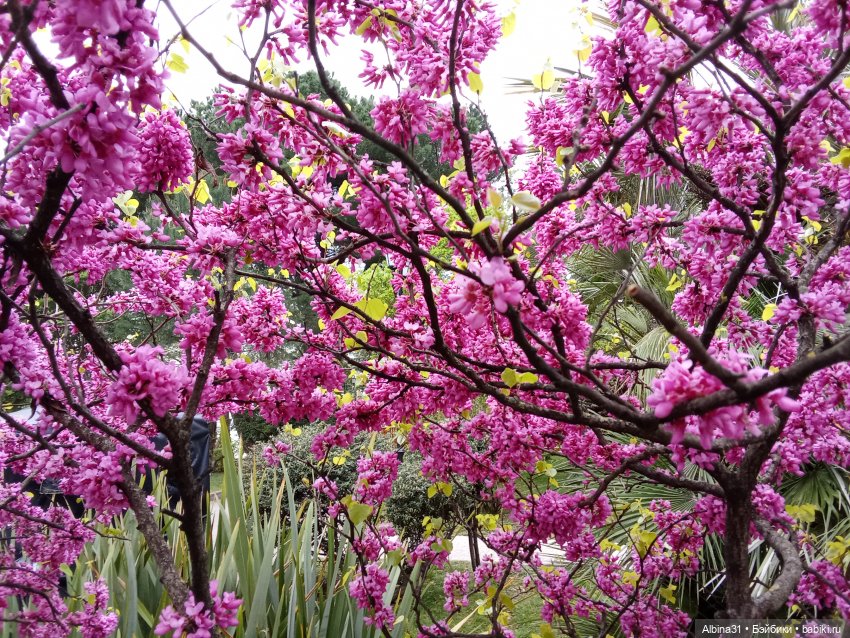 Сочи. Море и цветы (продолжение)