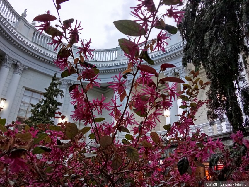 Сочи. Море и цветы (начало) (фото 7)