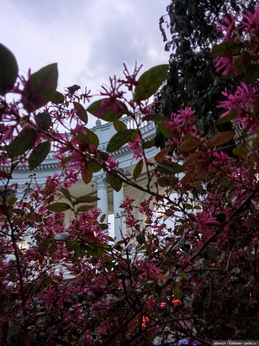 Сочи. Море и цветы (начало) (фото 6)