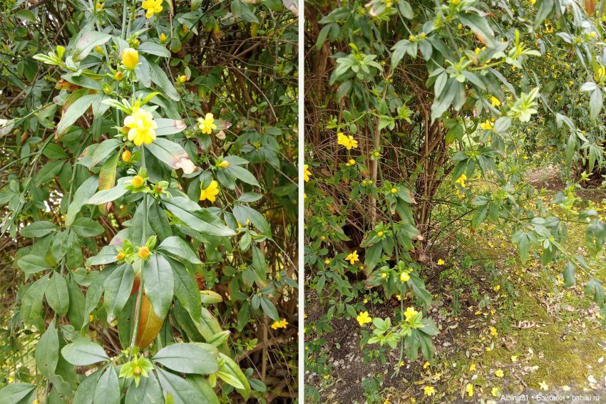 Сочи. Море и цветы (3) — Разные шарнирные куклы (не БЖД): редкие