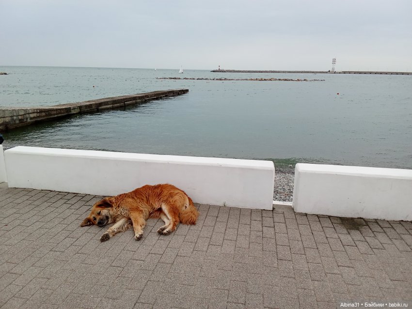 Сочи. Море и цветы (продолжение)