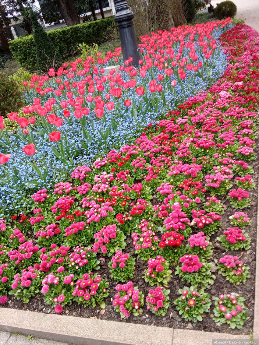 Сочи. Море и цветы (начало) (фото 10)