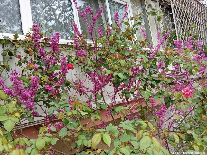 Сочи. Море и цветы (3) — Разные шарнирные куклы (не БЖД): редкие