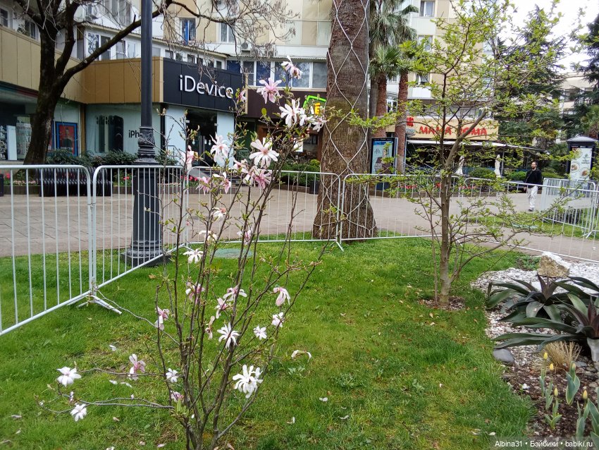 Сочи. Море и цветы (начало)