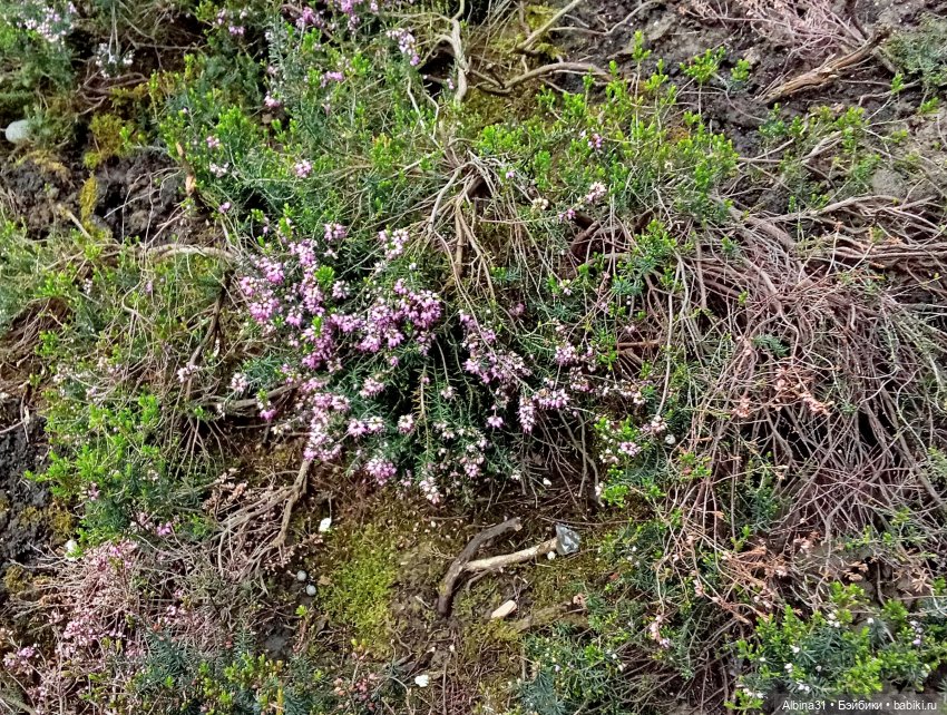 Сочи. Море и цветы (начало) (фото 8)