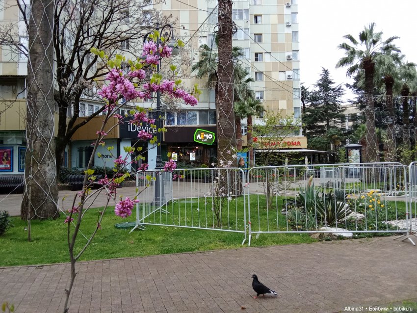 Сочи. Море и цветы (начало)