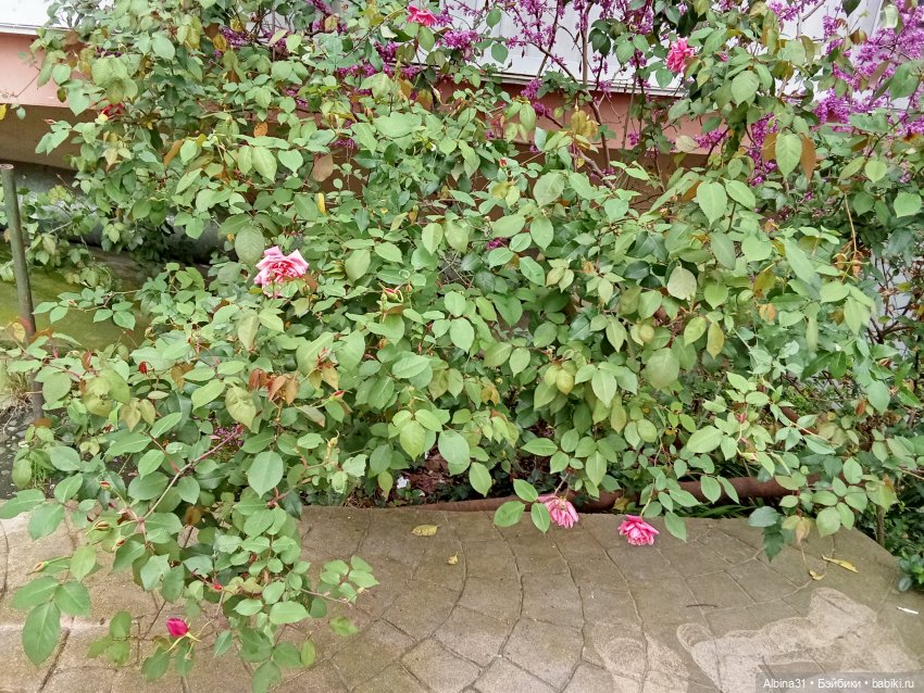 Сочи. Море и цветы (3) — Разные шарнирные куклы (не БЖД): редкие