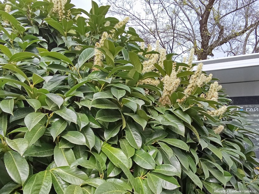 Сочи. Море и цветы (продолжение)