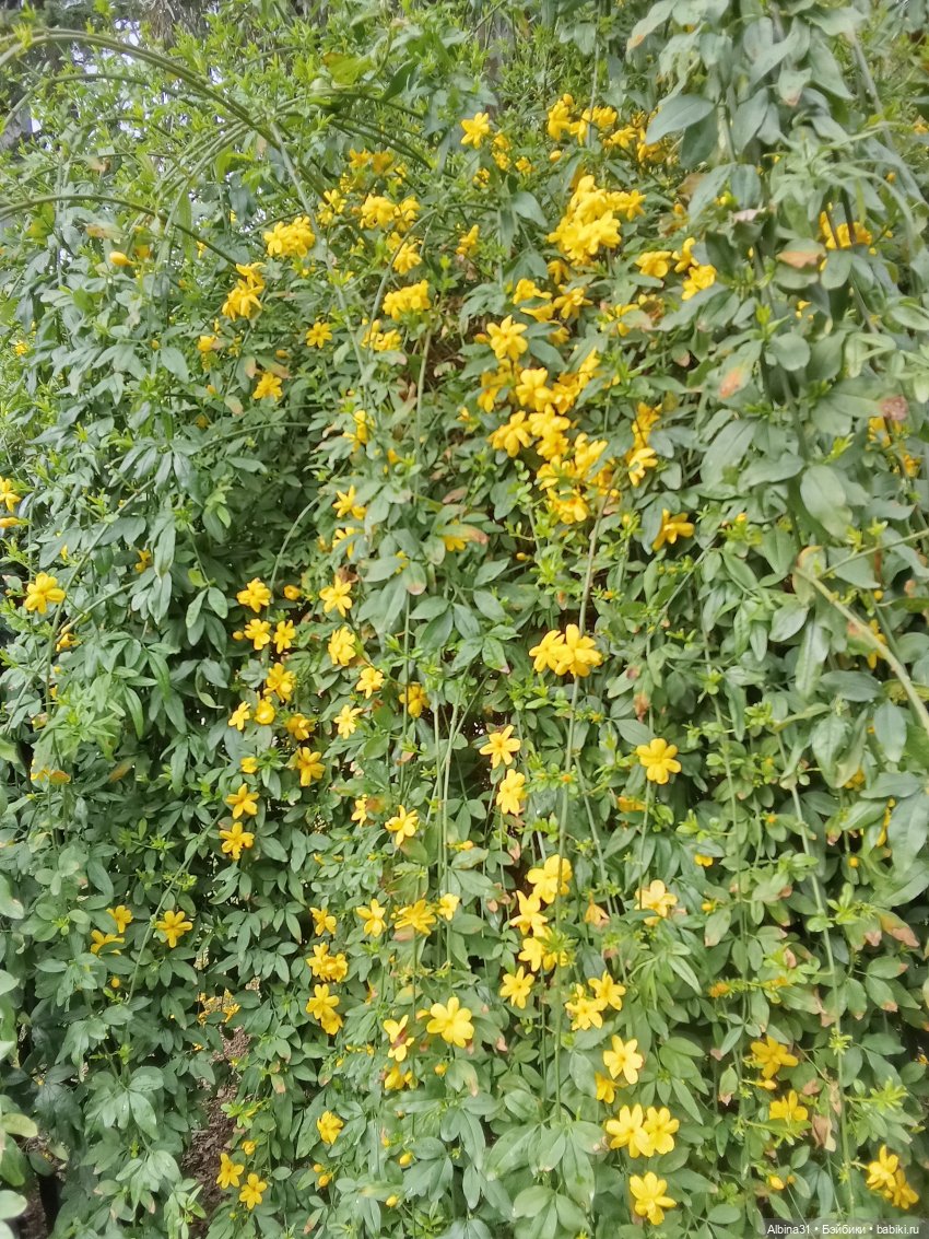 Сочи. Море и цветы (продолжение)