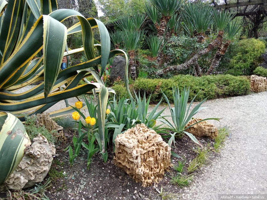 Сочи. Море и цветы (3) — Разные шарнирные куклы (не БЖД): редкие