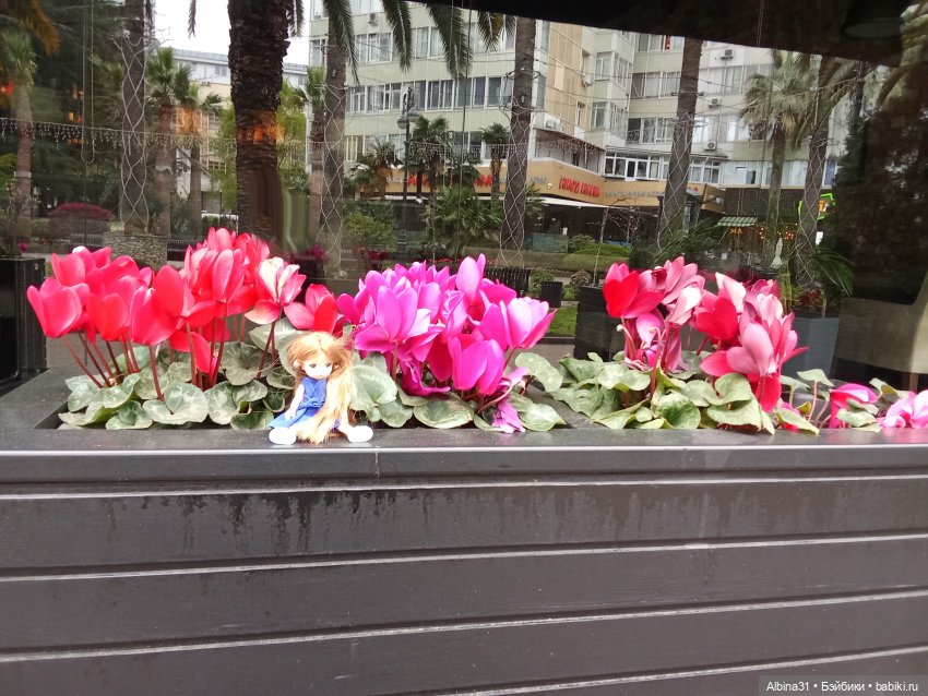 Сочи. Море и цветы (начало)