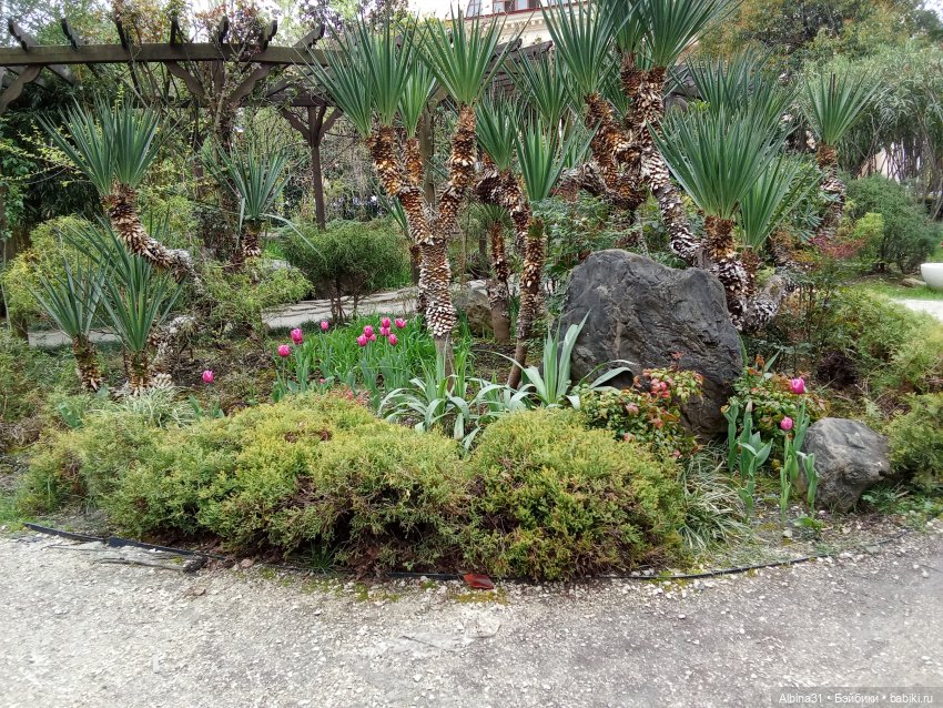 Сочи. Море и цветы (3) — Разные шарнирные куклы (не БЖД): редкие