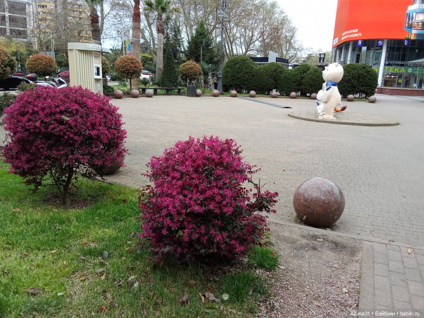 Сочи. Море и цветы (продолжение) (фото 2)