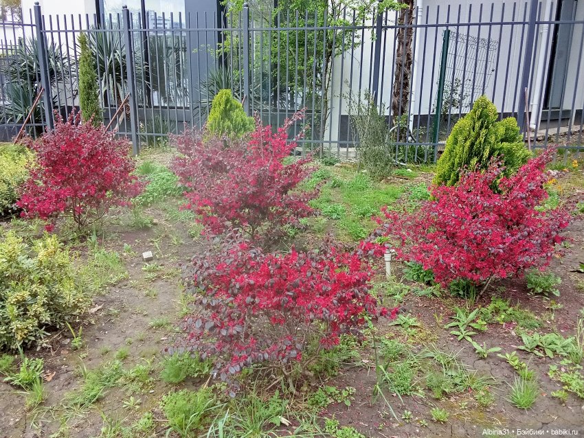 Сочи. Море и цветы (продолжение)