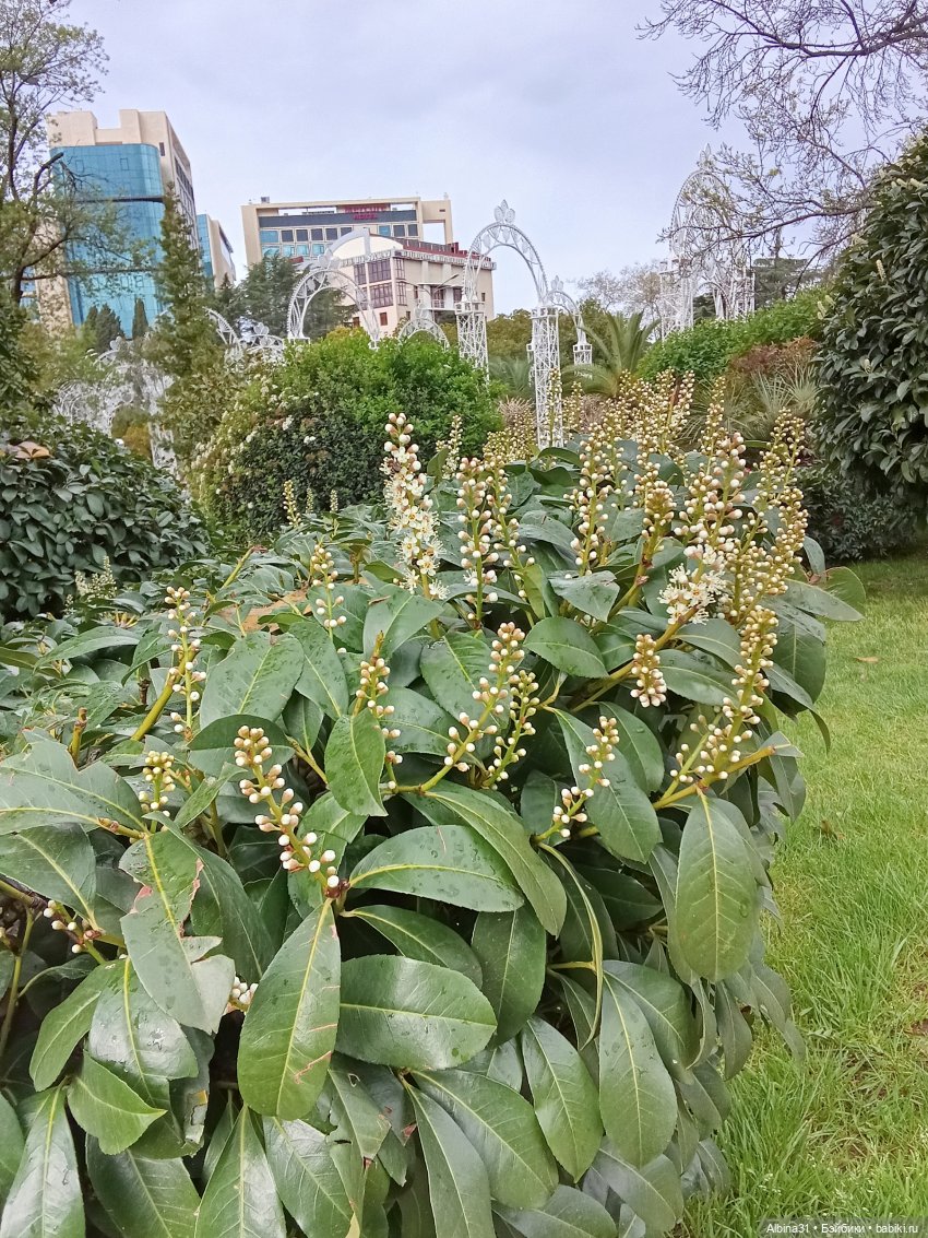 Сочи. Море и цветы (продолжение)