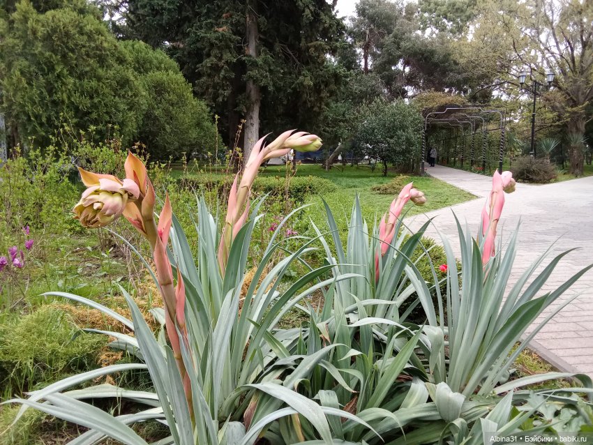 Сочи. Море и цветы (3) — Разные шарнирные куклы (не БЖД): редкие (фото 8)