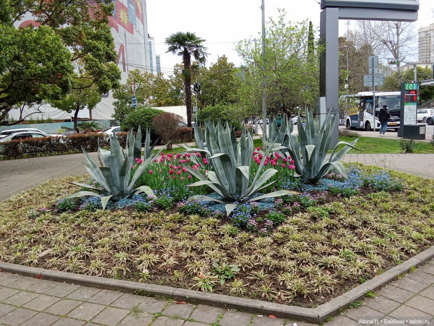 Сочи. Море и цветы (продолжение)