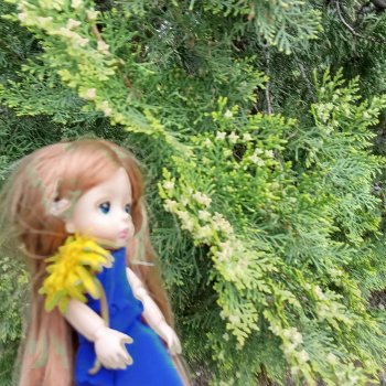 Сочи. Море и цветы (3)