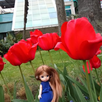 Сочи. Море и цветы (начало)