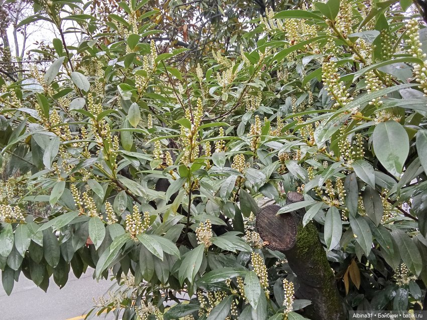 Сочи. Море и цветы (3) — Разные шарнирные куклы (не БЖД): редкие