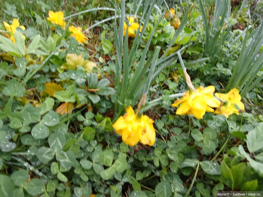 Сочи. Море и цветы (3) — Разные шарнирные куклы (не БЖД): редкие