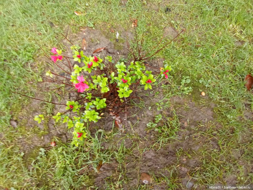 Сочи. Море и цветы (3) — Разные шарнирные куклы (не БЖД): редкие