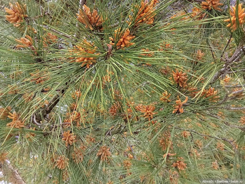 Сочи. Море и цветы (4) — Разные шарнирные куклы (не БЖД): редкие